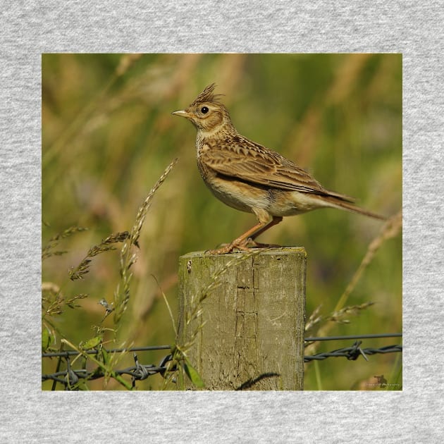 skylark by Simon-dell